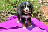 Killen, a female Bernese Mountain Dog for sale in Pomona, MO – 6 of 10