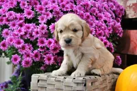 Pike , a male Golden Cocker Retriever and Miniature Golden Retriever for sale in Pomona, MO – 3 of 8