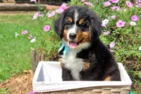 Luckenbach, a male Bernese Mountain Dog for sale in Pomona, MO – 4 of 10