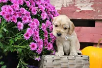 Custer, a male Golden Cocker Retriever and Miniature Golden Retriever for sale in Pomona, MO – 6 of 8