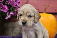 Custer, a male Golden Cocker Retriever and Miniature Golden Retriever for sale in Pomona, MO – 5 of 8