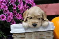 Hauss, a female Golden Cocker Retriever and Miniature Golden Retriever for sale in Pomona, MO – 2 of 6