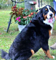 Caden, a male Bernese Mountain Dog for sale in Pomona, MO – 9 of 9