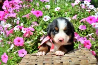 Odessa, a female Bernese Mountain Dog for sale in Pomona, MO – 4 of 6