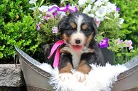 Chambray, a female Bernese Mountain Dog for sale in Pomona, MO – 3 of 8