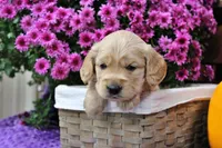 Bridger, a male Golden Cocker Retriever and Miniature Golden Retriever for sale in Pomona, MO – 3 of 6