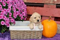 Shasta , a female Golden Cocker Retriever and Miniature Golden Retriever for sale in Pomona, MO – 4 of 8