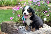 Frenzy, a female Bernese Mountain Dog for sale in Pomona, MO – 2 of 9