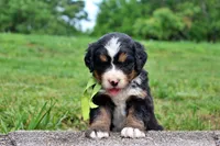 Cashmere, a female Bernese Mountain Dog for sale in Pomona, MO – 4 of 8
