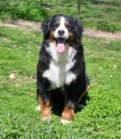 Huston, a male Bernese Mountain Dog for sale in Pomona, MO – 7 of 7