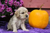 Pike , a male Golden Cocker Retriever and Miniature Golden Retriever for sale in Pomona, MO – 4 of 8