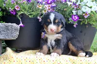 Cabernet, a female Bernese Mountain Dog for sale in Pomona, MO – 2 of 9