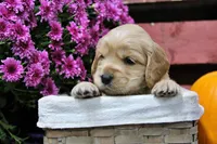 Hauss, a female Golden Cocker Retriever and Miniature Golden Retriever for sale in Pomona, MO – 4 of 6