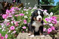 McKinney, a female Bernese Mountain Dog for sale in Pomona, MO – 8 of 8