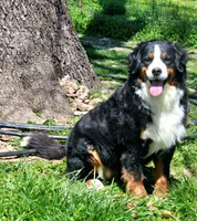 Odessa, a female Bernese Mountain Dog for sale in Pomona, MO – 5 of 6