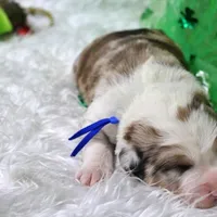 Kennedy, a male Bernese Mountain Dog and Great Pyrenees for sale in Pomona, MO – Photo 10 of 10