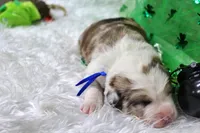 Kennedy, a male Bernese Mountain Dog and Great Pyrenees for sale in Pomona, MO – Photo 2 of 7