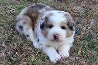 Kennedy, a male Bernese Mountain Dog and Great Pyrenees for sale in Pomona, MO – Photo 2 of 10