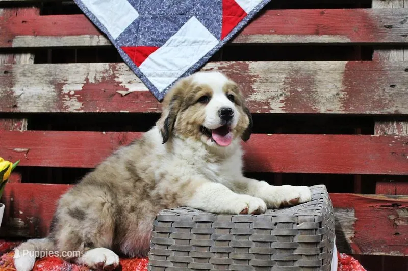 Kennedy – Bernese Mountain Dog, Great Pyrenees puppy for sale in Pomona, MO