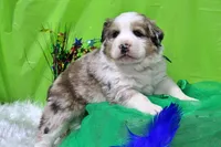 Kennedy, a male Bernese Mountain Dog and Great Pyrenees for sale in Pomona, MO – Photo 4 of 10