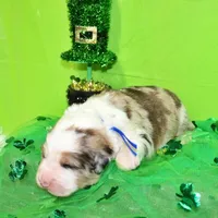 Kennedy, a male Bernese Mountain Dog and Great Pyrenees for sale in Pomona, MO – Photo 9 of 10