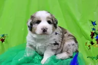 Kennedy, a male Bernese Mountain Dog and Great Pyrenees for sale in Pomona, MO – Photo 3 of 10