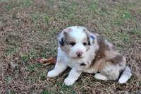 Kennedy, a male Bernese Mountain Dog and Great Pyrenees for sale in Pomona, MO – Photo 6 of 10