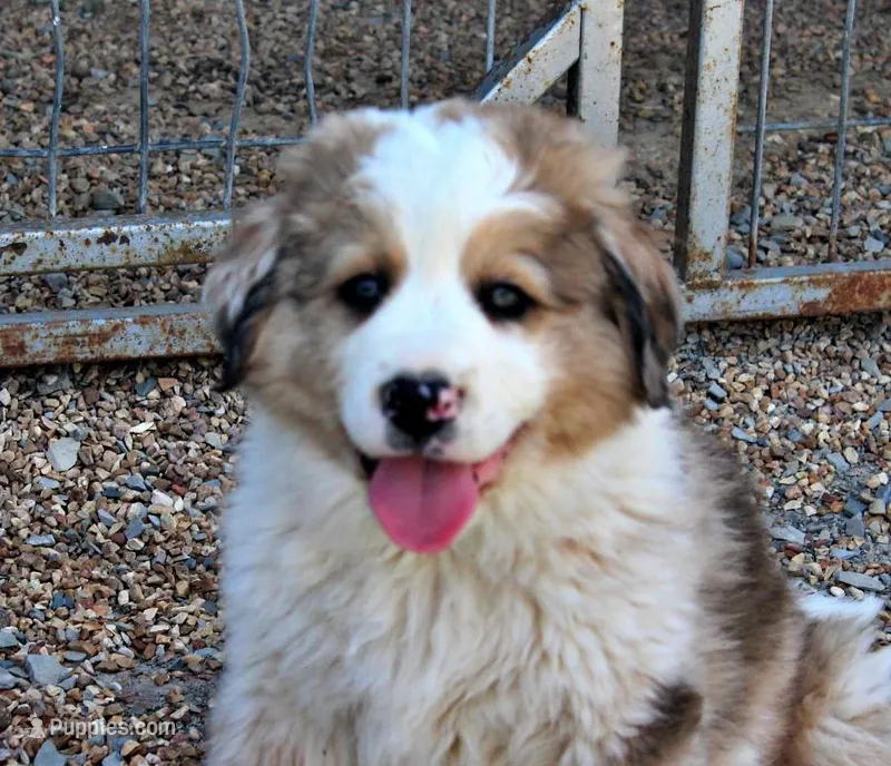Kennedy – Bernese Mountain Dog, Great Pyrenees puppy for sale in Pomona, MO
