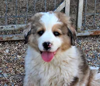 Kennedy, a male Bernese Mountain Dog and Great Pyrenees for sale in Pomona, MO – Photo 4 of 10