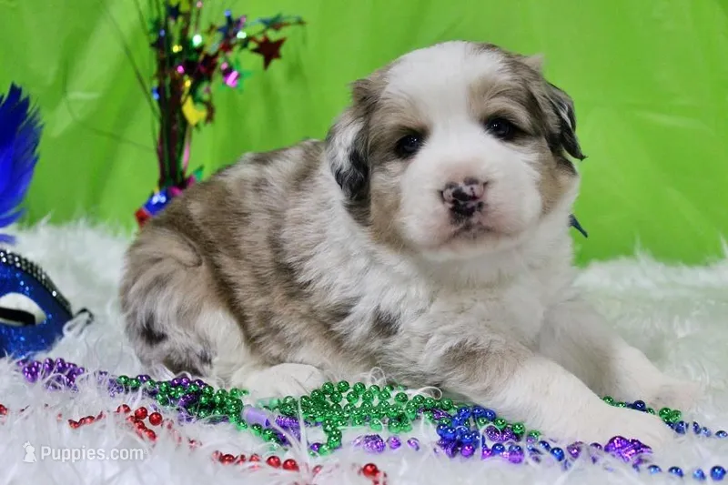 Kennedy – Bernese Mountain Dog, Great Pyrenees puppy for sale in Pomona, MO