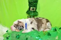 Kennedy, a male Bernese Mountain Dog and Great Pyrenees for sale in Pomona, MO – Photo 5 of 7