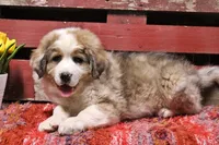 Kennedy, a male Bernese Mountain Dog and Great Pyrenees for sale in Pomona, MO – Photo 2 of 10