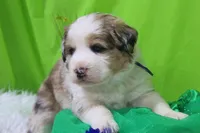 Kennedy, a male Bernese Mountain Dog and Great Pyrenees for sale in Pomona, MO – Photo 5 of 10