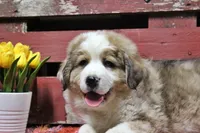Kennedy, a male Bernese Mountain Dog and Great Pyrenees for sale in Pomona, MO – Photo 3 of 10