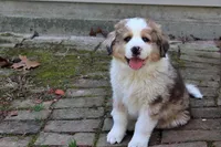 Kennedy, a male Bernese Mountain Dog and Great Pyrenees for sale in Pomona, MO – Photo 5 of 10