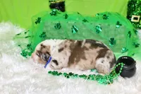 Kennedy, a male Bernese Mountain Dog and Great Pyrenees for sale in Pomona, MO – Photo 3 of 7