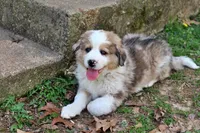 Kennedy, a male Bernese Mountain Dog and Great Pyrenees for sale in Pomona, MO – Photo 6 of 10