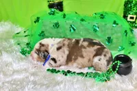 Kennedy, a male Bernese Mountain Dog and Great Pyrenees for sale in Pomona, MO – Photo 4 of 7