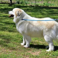 Kennedy, a male Bernese Mountain Dog and Great Pyrenees for sale in Pomona, MO – Photo 7 of 10