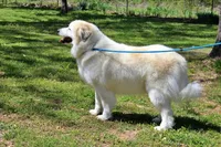 Kennedy, a male Bernese Mountain Dog and Great Pyrenees for sale in Pomona, MO – Photo 6 of 7