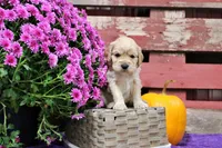 Pike , a male Golden Cocker Retriever and Miniature Golden Retriever for sale in Pomona, MO – 5 of 8