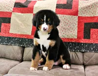 Cabernet, a female Bernese Mountain Dog for sale in Pomona, MO – 3 of 10