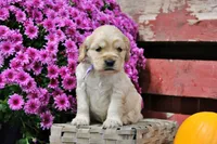 Sequioa, a female Golden Cocker Retriever and Miniature Golden Retriever for sale in Pomona, MO – 2 of 7
