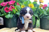 Callen, a female Bernese Mountain Dog for sale in Pomona, MO – 5 of 10