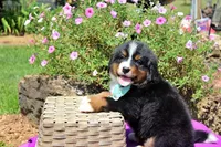 Luckenbach, a male Bernese Mountain Dog for sale in Pomona, MO – 7 of 10