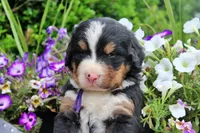 Cabernet, a female Bernese Mountain Dog for sale in Pomona, MO – 3 of 9