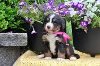 Chambray, a female Bernese Mountain Dog for sale in Pomona, MO – 7 of 8