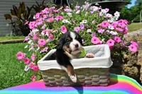McKinney, a female Bernese Mountain Dog for sale in Pomona, MO – 3 of 8
