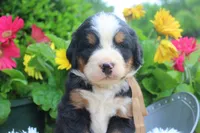 Cain, a male Bernese Mountain Dog for sale in Pomona, MO – 3 of 9