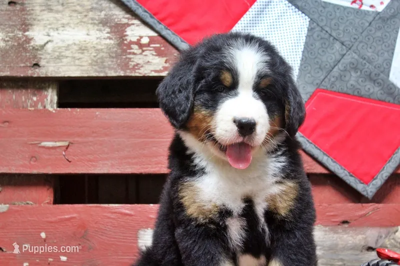 Caden – Bernese Mountain Dog puppy for sale in Pomona, MO